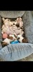 Jack Russel Terrier - 9