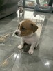 Jack Russell terrier szczeniak - 12
