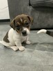 Jack Russell terrier - 10