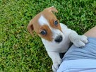 Jack Russel terrier - 5