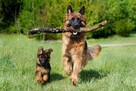 Opieka nad twoim ukochanym Psem i Kotem /wolny terminarz - 8