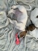 Jack Russel Terrier - 7