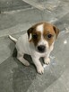 Jack Russel terrier - 11