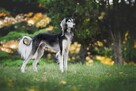 Opieka nad twoim ukochanym Psem i Kotem /wolny terminarz - 10