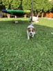 Jack Russell terrier szczeniak - 1