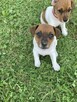 Jack Russel terrier - 3