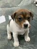 Jack Russell terrier - 9