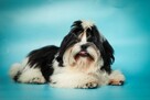 Shih Tzu piesek z rodowodem ZKwP FCI - 2