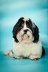 Shih Tzu piesek z rodowodem ZKwP FCI - 1