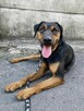 Apollo młody pies w typ gończego polskiego do adopcji Kalisz - 3