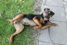 Apollo młody pies w typ gończego polskiego do adopcji Kalisz - 5