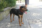 Apollo młody pies w typ gończego polskiego do adopcji Kalisz - 6