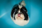 Shih Tzu piesek z rodowodem ZKwP FCI - 3