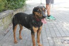 Apollo młody pies w typ gończego polskiego do adopcji Kalisz - 4