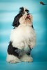 Shih Tzu piesek z rodowodem ZKwP FCI - 4