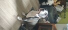 Pies amstaff - 2