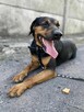 Apollo młody pies w typ gończego polskiego do adopcji Kalisz - 2