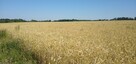 Gospodarstwo rolne ziemia siedlisko - 3