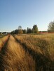 PIĘKNE MIEJSCE WYDZIERŻAWIE 13 KM OD WARSZAWY - 4