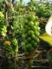 Obrazki włoskie, Arum italicum- rzadki gatunek - 2