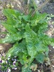 Obrazki włoskie, Arum italicum- rzadki gatunek - 4