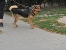 Robin - 4