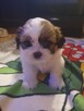 Shih tzu TRICOLOR - 6