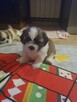 Shih tzu TRICOLOR - 8