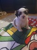 Shih tzu TRICOLOR - 3