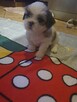 Shih tzu TRICOLOR - 5