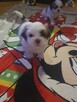 Shih tzu TRICOLOR - 2