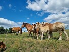 Likwidacja stada koni zimnokrwistych - 16