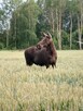 WYJĄTKOWA DZIAŁKA 0,39 +/- 0,039 h. TYLKO 13 KM OD WARSZAWY - 5