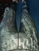 Legginsy sportowe 4F M wielokolorowy używane - 3