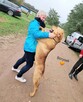 Borys - przyjazny wielkopies kochający zabawę i spacery - 16