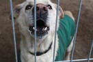 Badi - wpatrzony w człowieka, lubiący spacery i aportowanie - 3