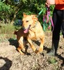 Borys - przyjazny wielkopies kochający zabawę i spacery - 11