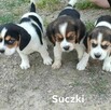 Bigle szukają domu - 2