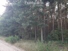 Duża działka  z lasem w Turznie - 2