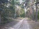 Duża działka  z lasem w Turznie - 4