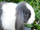 Mini lop niebieskie - 12