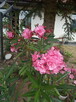 Sprzedam kwiaty - 4