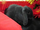 Mini lop niebieskie - 13