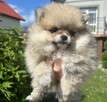 Szpic miniaturowy pomeranian - 1