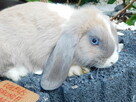 Mini lop niebieskie - 9