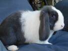 Mini lop niebieskie - 14