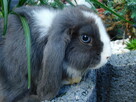 Mini lop niebieskie - 8