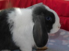 Mini lop niebieskie - 11