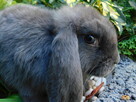 Baranek mini lop samczyki - 8