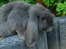 Baranek mini lop samczyki - 1